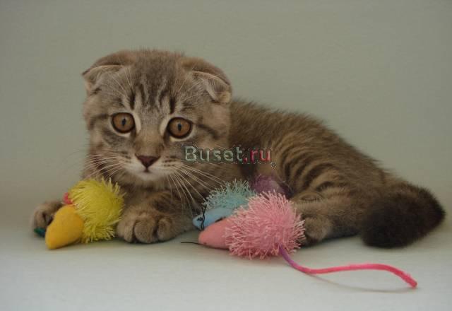 Котик скоттиш-фолд Санкт-Петербург