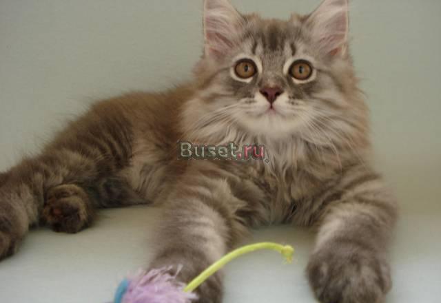 Великолепный шотландский котик Санкт-Петербург