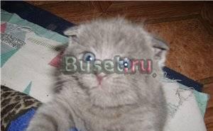 Британские и вислоухие котята однотонные и мрамор Москва
