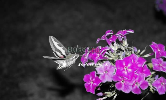 Фотограф Москва