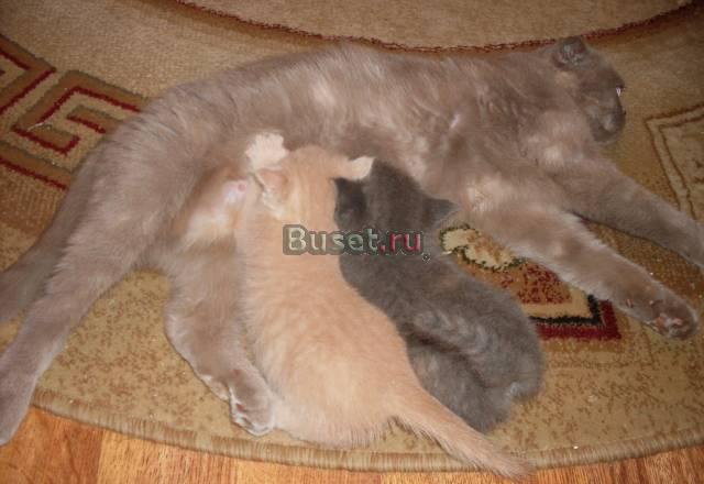 Плюшевые страйты от клубных родителей,1,5 мес Москва