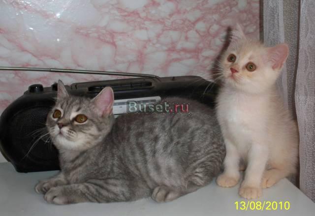 Котята не дорого Ногинск