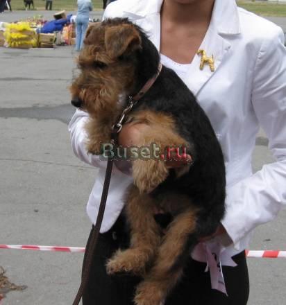 Вельштерьер щенок 5 мес Челябинск