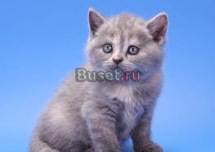 Воспитанные британские котятки разных окрасов Москва