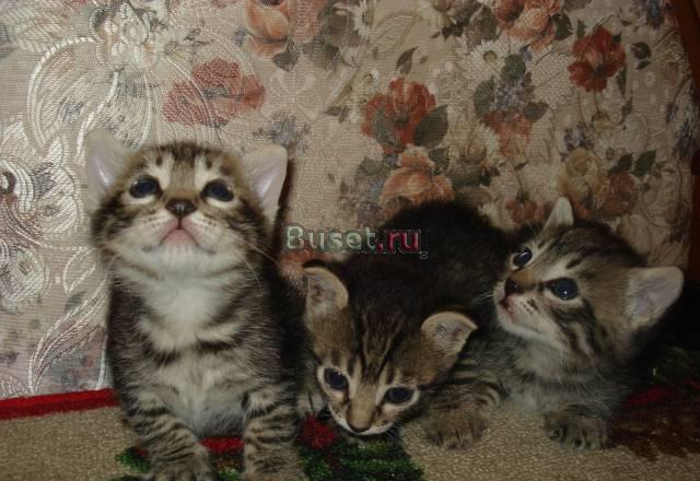 Отдаются котята Санкт-Петербург