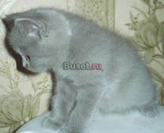 Котенок шотландский страйт,2 мес. недорого1 Москва