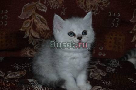 Британские котята шиншиллы Краснодар
