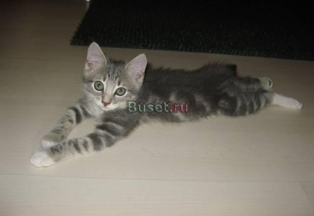 Котёнок пацанчик около 2 мес.в добрые руки Москва