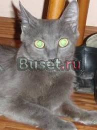 Отдам в хорошие руки Санкт-Петербург