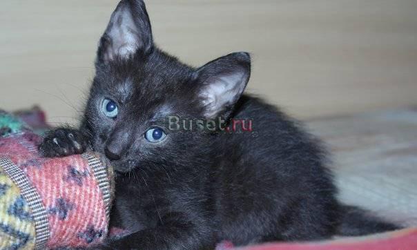 Я очень хочу найти новую семьюКотёнок в дар Москва