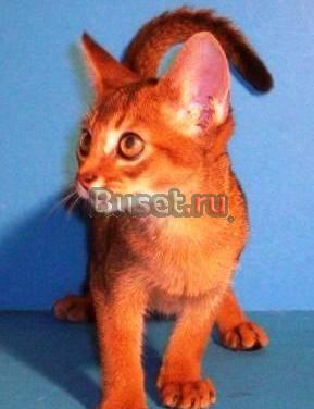 Абиссинские котики Москва