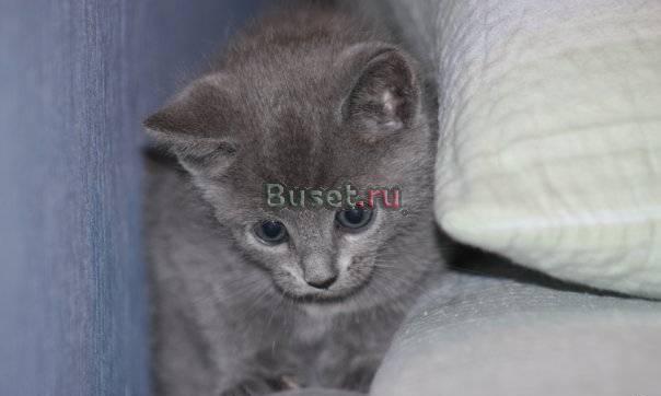 Котята русской голубой Санкт-Петербург
