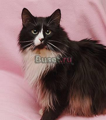 Иннокентий-достоинство и благородство (3 г.) Москва