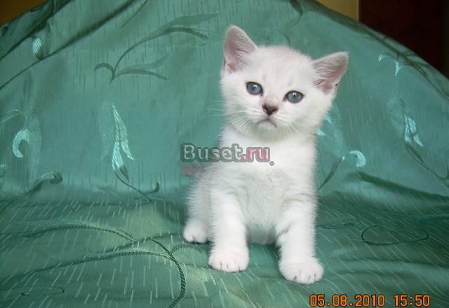 Элитные британские шиншиллы Калуга