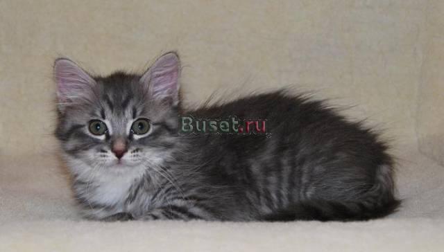 Сибирские и Невские маскарадные котята Москва