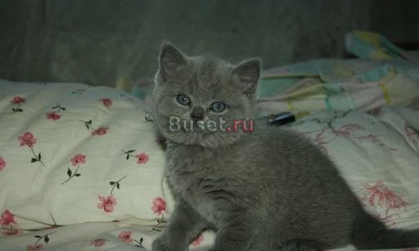 Британские котята голубого окраса, девочки, Крупны Санкт-Петербург