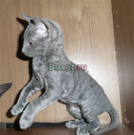 Кудрявые котята, Корниш-рекс Нижний Новгород