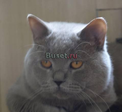 Британские котята Санкт-Петербург