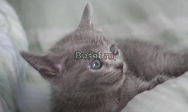 Котята породы русская голубая Великий Новгород