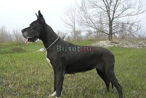 Щенки немецкого дога Тольятти