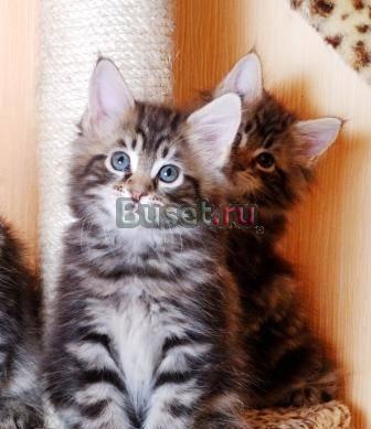 Котята мейн кун Москва