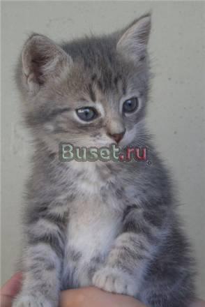 Котенок-мальчик в хорошие руки Москва