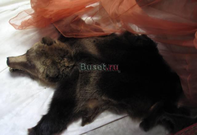 Шкура медведя Москва