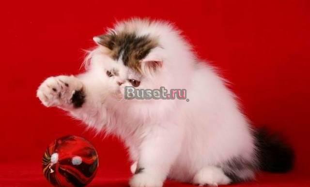 Hohloma питомник персидских и экзотических кошек Санкт-Петербург