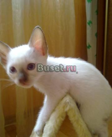 Тайские котята для души Санкт-Петербург