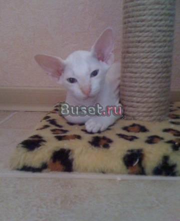 Котеночек донского сфинкса Санкт-Петербург