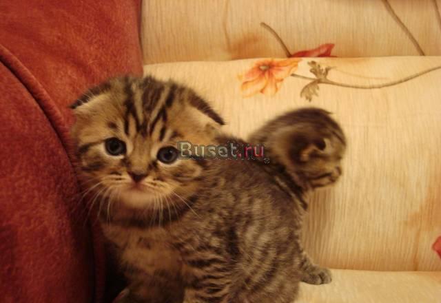 Шотландские и британские котята Москва