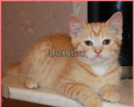 Шотландский  котик, страйт Санкт-Петербург
