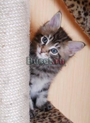 Котята мейн кун Воронеж