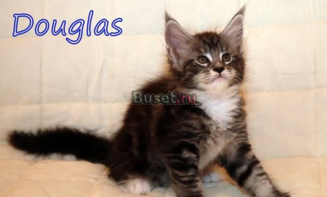 Котята мейн-куны Москва