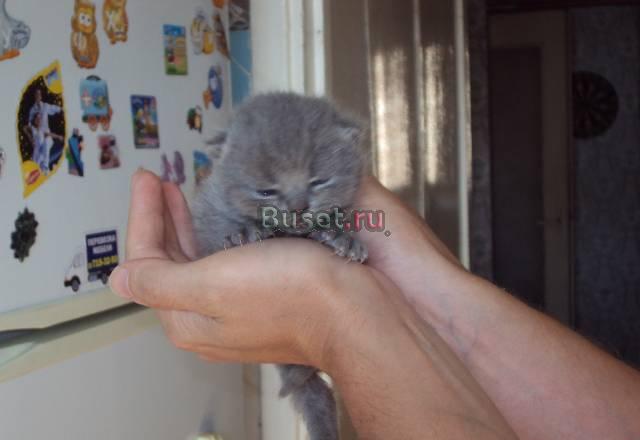 Британские котята Санкт-Петербург