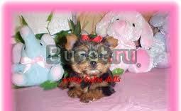 Йоркширский терьер - Йорки Щенки Волгоград