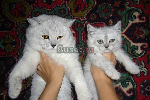 Британские котята Москва