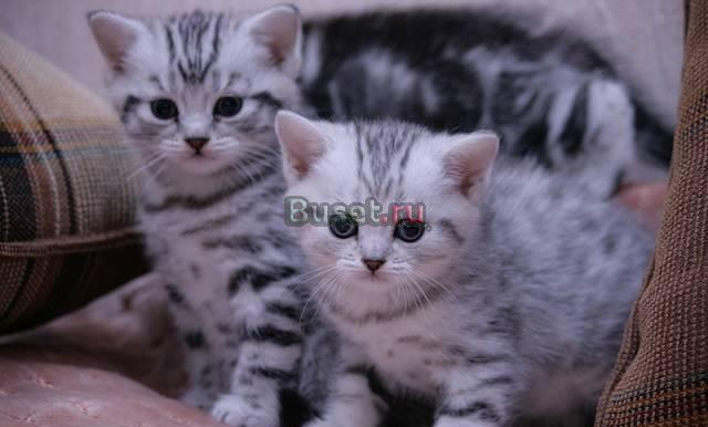 Британский котик серебристо пятнистый Санкт-Петербург