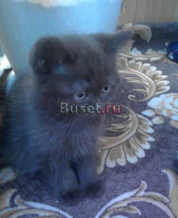 Котенка шотландской породы, страйт, шоколадного Новосибирск