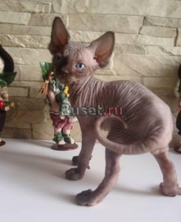 Любимые канадские сфинксы Бийск