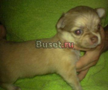 Я буду самым дорогим и любимым для семьи Москва