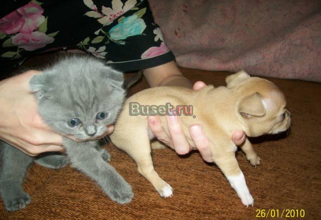 Великолепные щенки чихуашки Серпухов