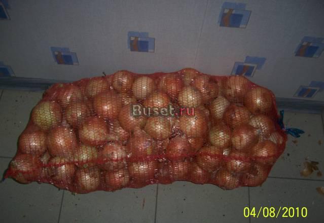 Купим лук репчатый Изобильный