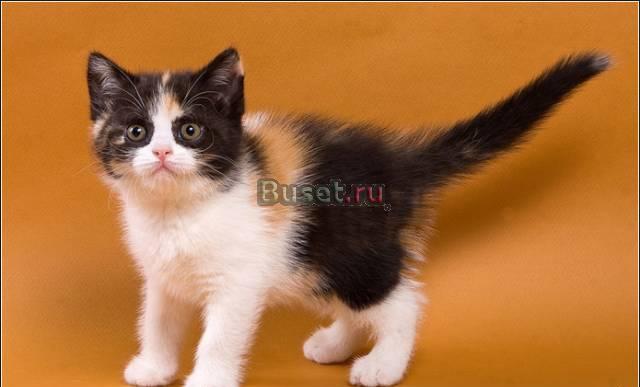 Британские котята для Вас Москва