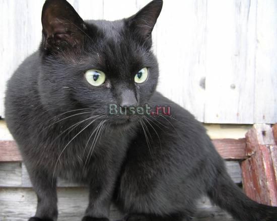 Пропал чёрный кот Можайск