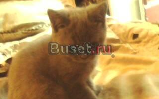Продаётся британский котёнок Москва