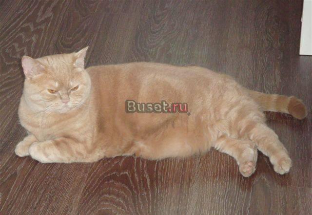 Супер Кошка Екатеринбург