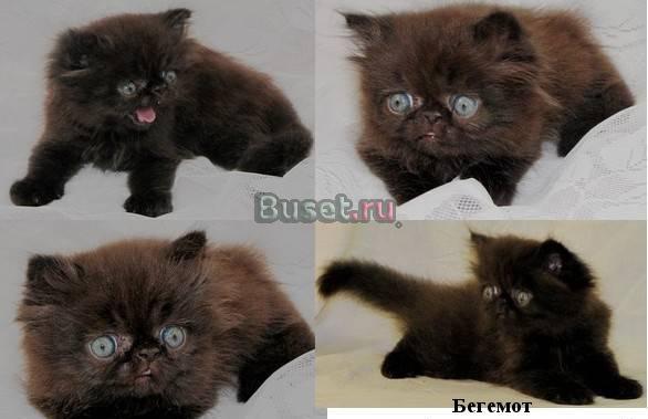 Продаю чёрного персидского котёнка Москва