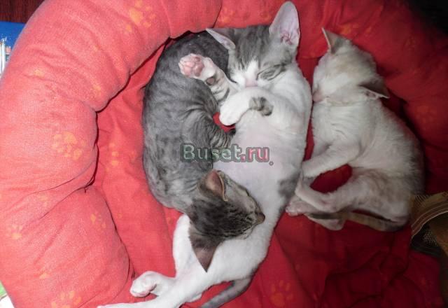 Продам котят корниш-рекс Новосибирск