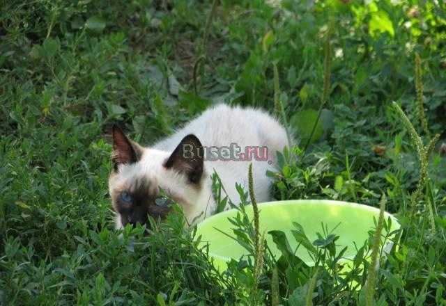 Котенок шоу класса, в родословной три Чемпиона Мир Москва